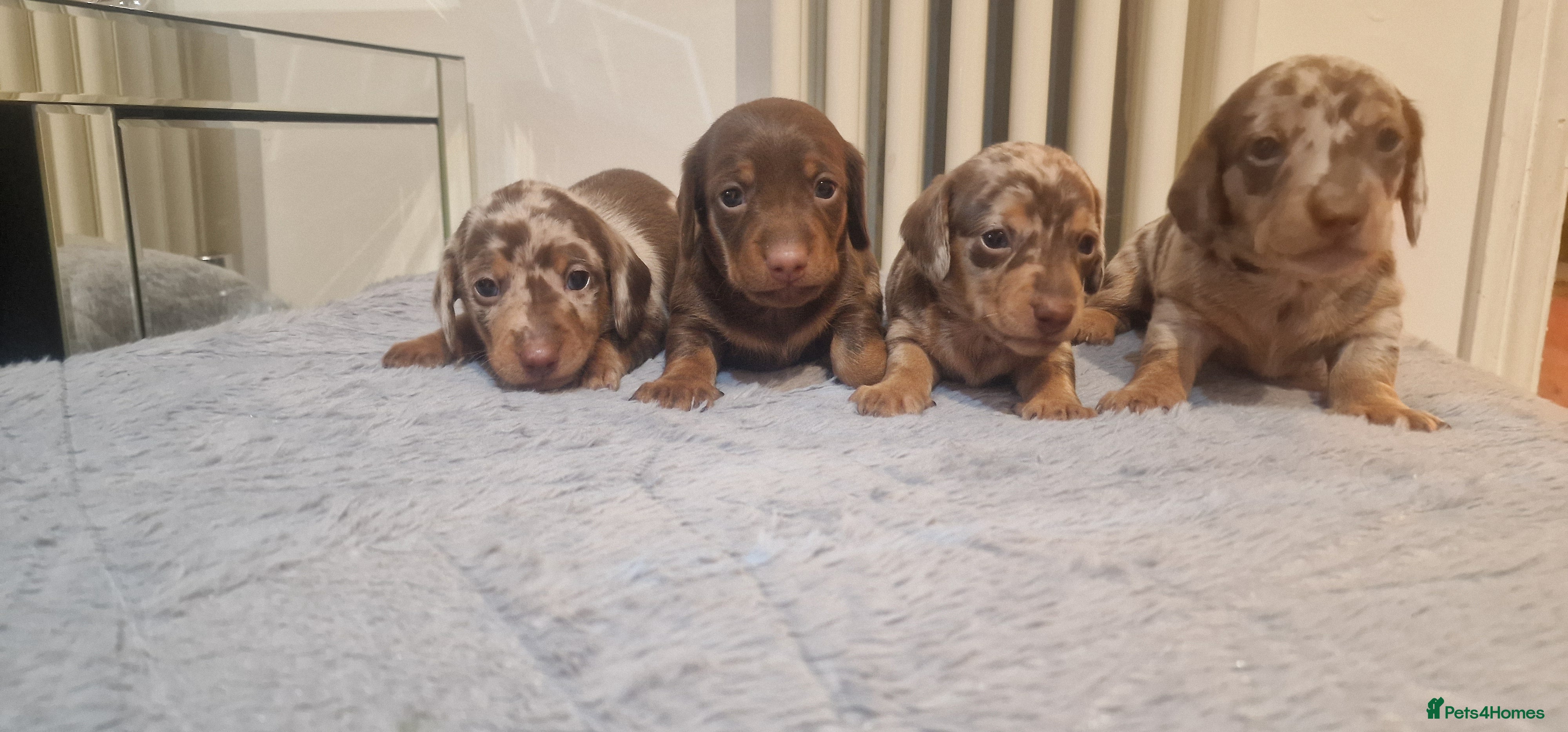 Miniature Dachshund dogs NICE PUPPPIES MINI DACHSHUND  - Advert 5