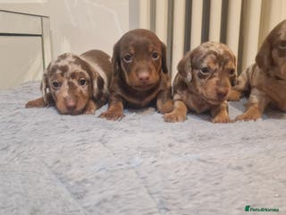 Miniature Dachshund dogs NICE PUPPPIES MINI DACHSHUND - Advert 5