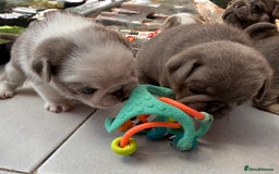 Pug dogs for sale: Stunning litter lilac tans and lilac tan pandas - Image 13