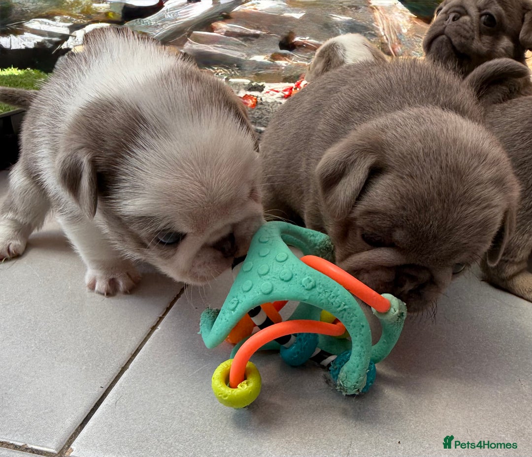 Pug dogs for sale: Stunning litter lilac tans and lilac tan pandas - Image 13