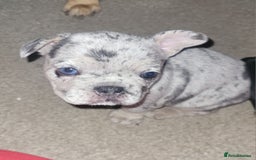 French Bulldog dogs for sale: Beautiful French bulldog girls - Image 3