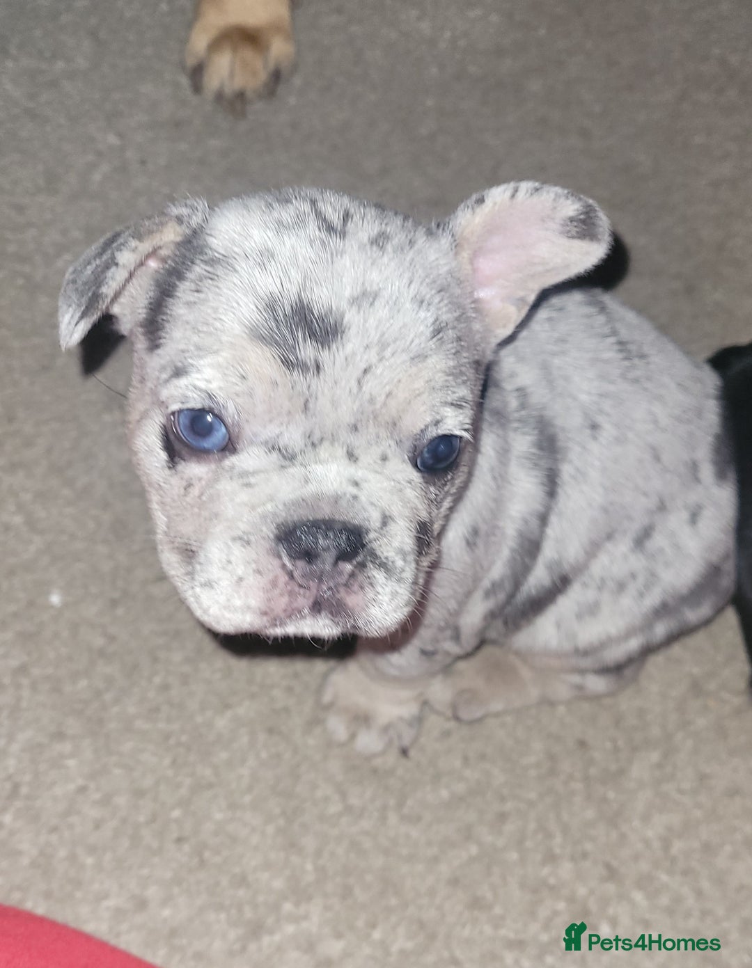 French Bulldog dogs for sale: Beautiful French bulldog girls - Image 3