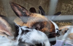English rabbits for sale: Bunnies available - Image 5