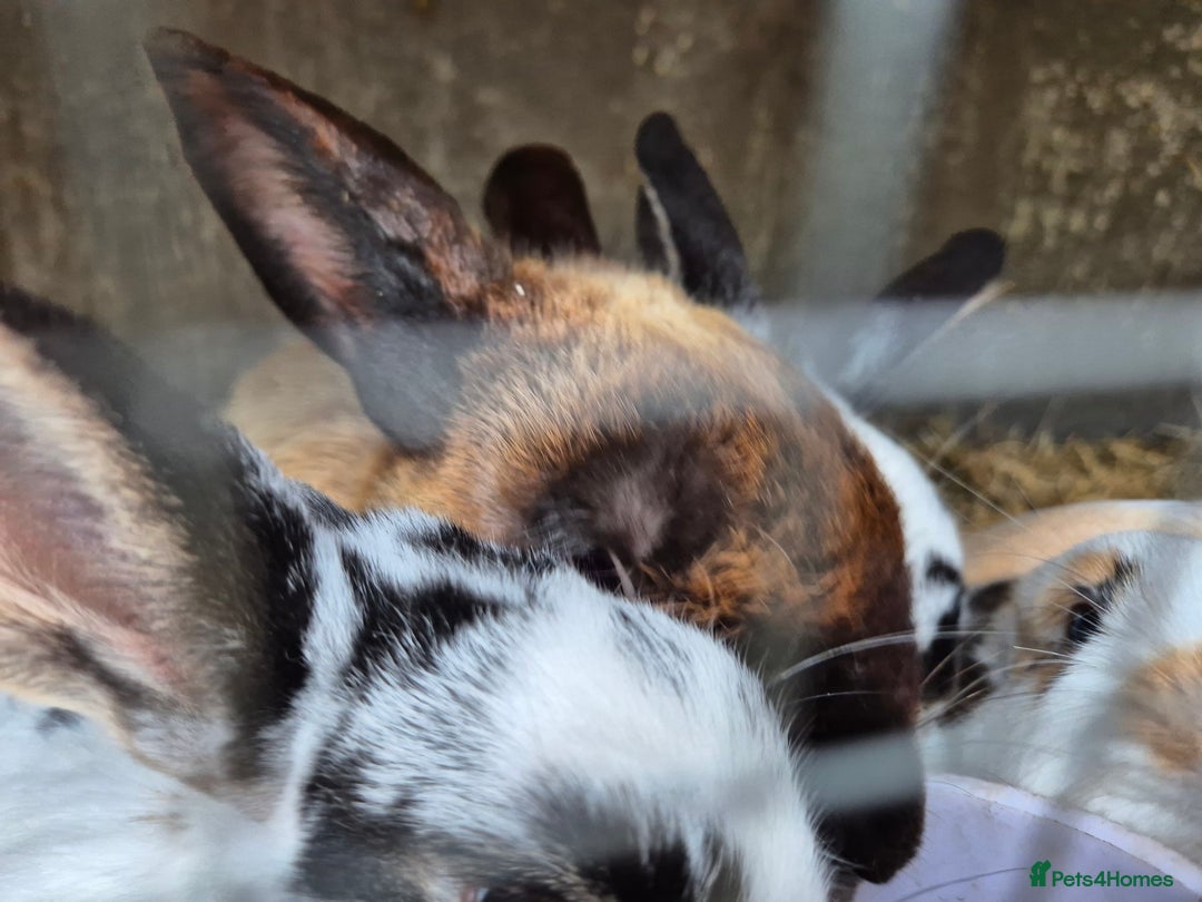 English rabbits for sale: Bunnies available - Image 5