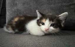 American Shorthair cats for sale: Smart stunning mixed colour kittens  - Image 26