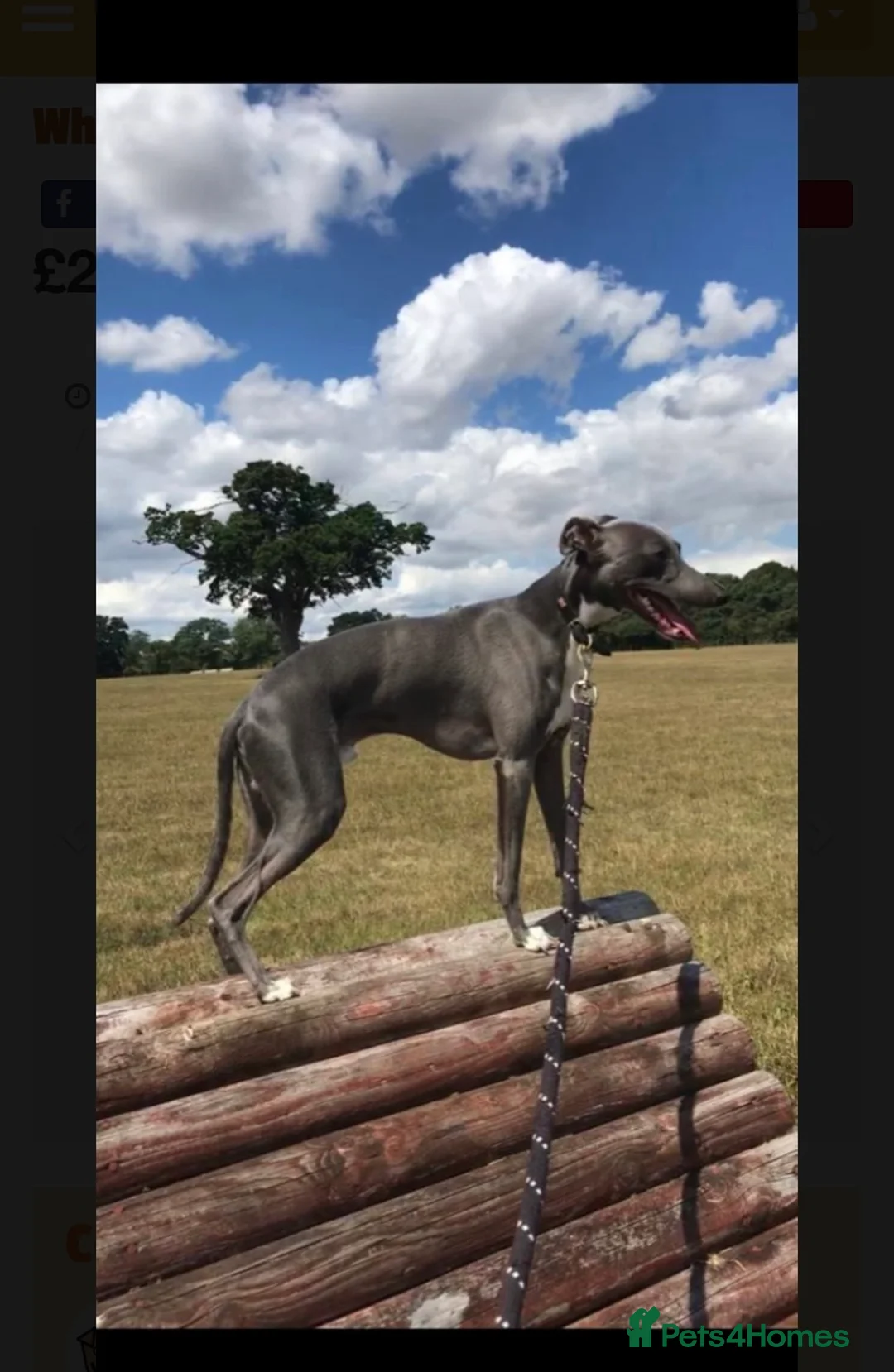 Whippet dogs for stud: Whippet stud dog in Somerton - Advert 14