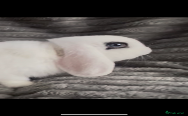 Mini Lop rabbits - Advert 16
