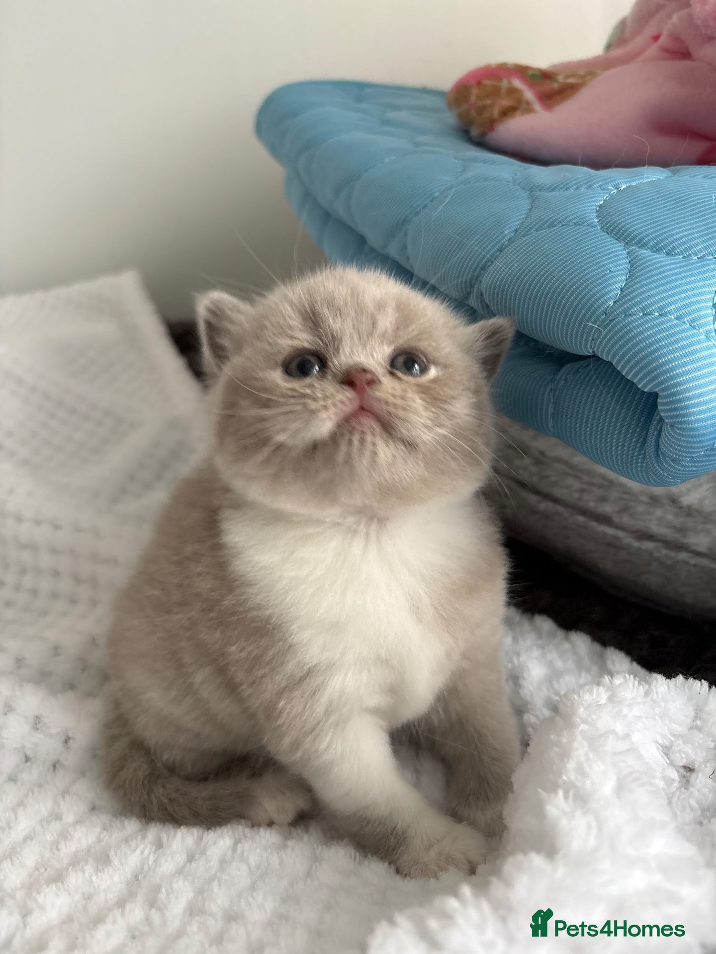 British Shorthair cats GCCF REG HEALTH TESTED KITTENS  - Advert 2