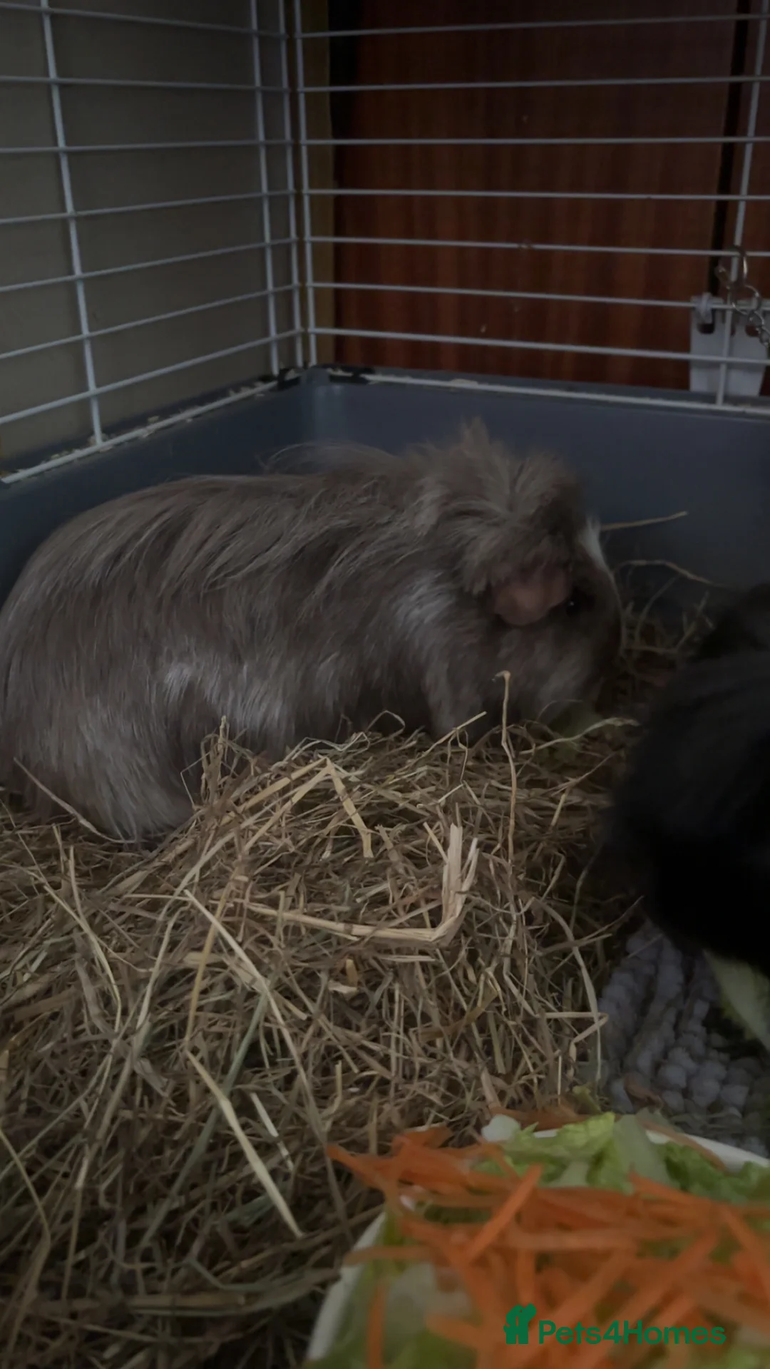 Guinea Pig rodents for sale: Black & Brown guinea pigs in Milton Keynes - Advert 4