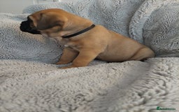 Bullmastiff dogs for sale: K.c registered Bullmastiff puppies  - Image 13