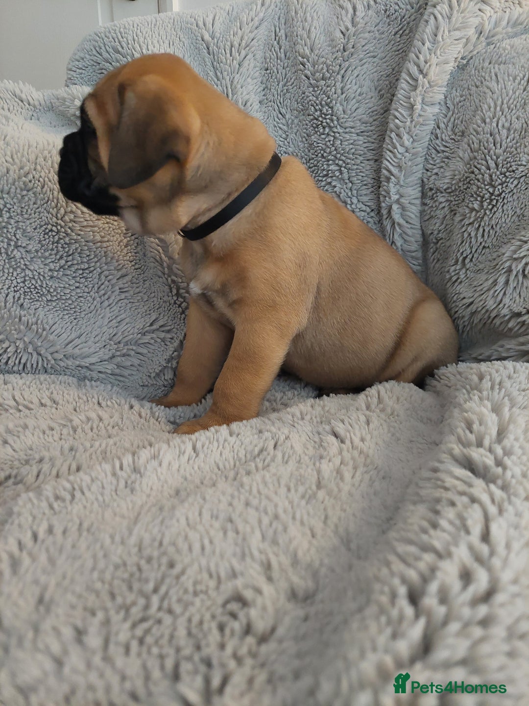 Bullmastiff dogs for sale: K.c registered Bullmastiff puppies  - Image 13