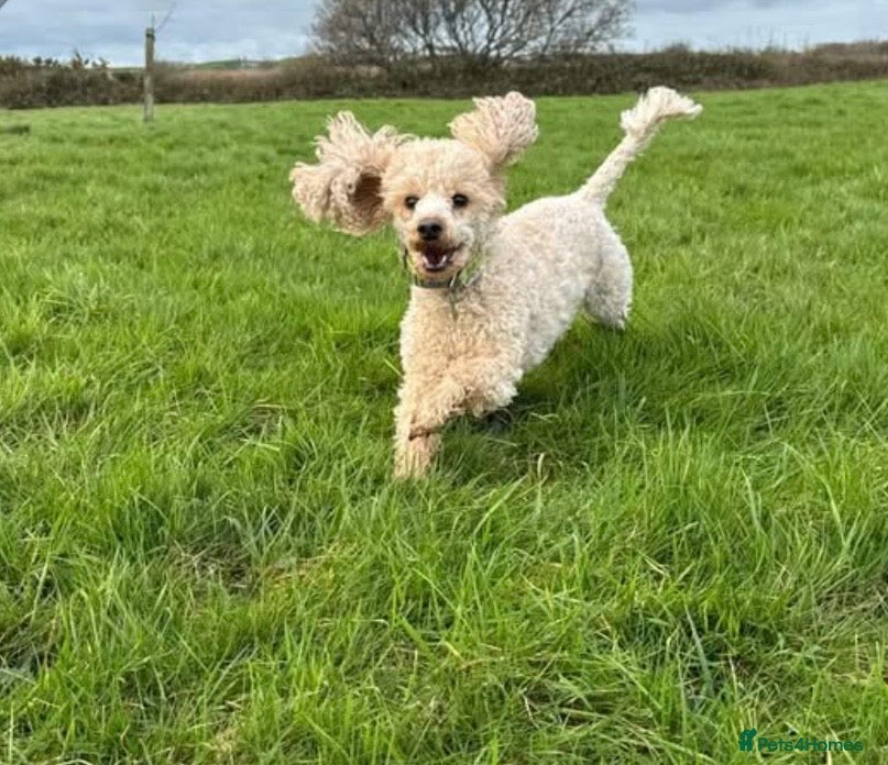 Mixed Breed dogs Adorable Small Miniature x Toy Poodle Puppies - Advert 1