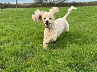 Mixed Breed dogs Adorable Small Miniature x Toy Poodle Puppies - Advert 1