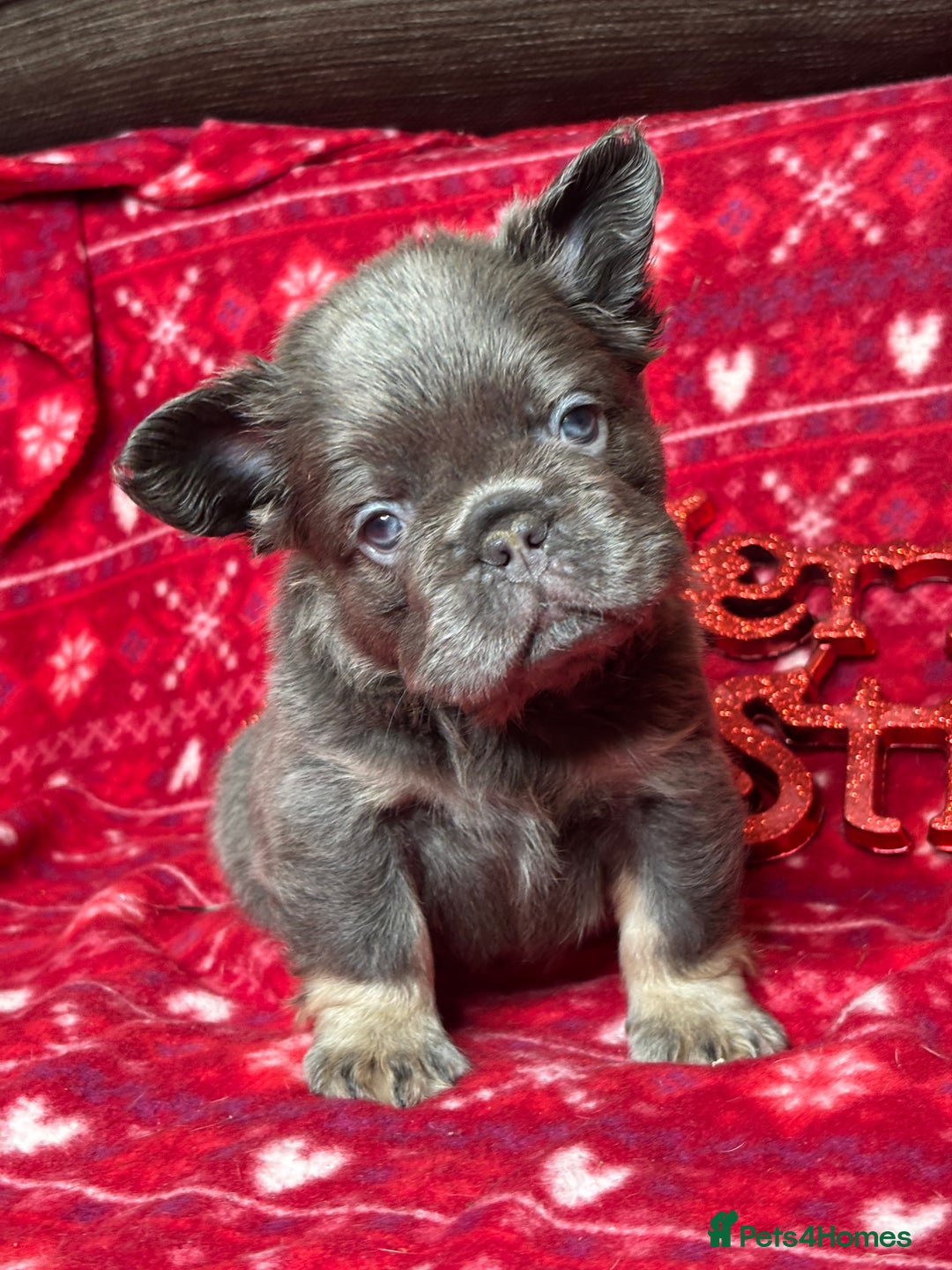 French Bulldog dogs for sale: Unique French bulldog pups  - Advert 3