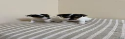 Jack Russell dogs for sale: Minature jack russells in Coventry - Advert 7