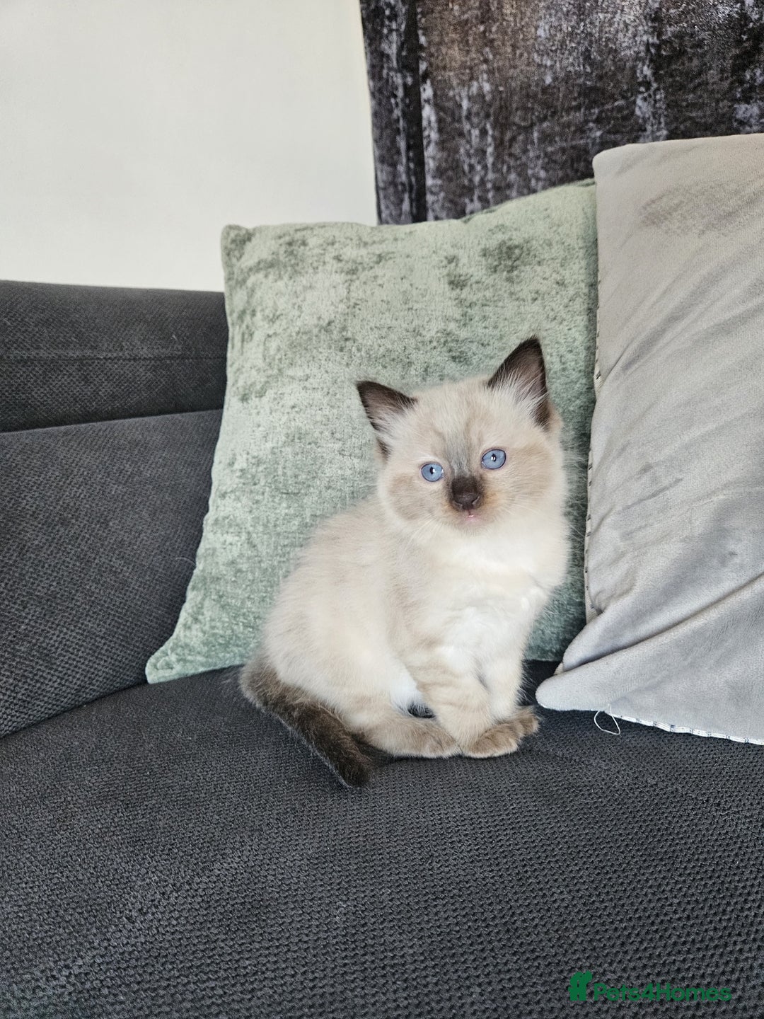 Ragdoll cats for sale: Ragdoll kittens (2 boys only) - Advert 5