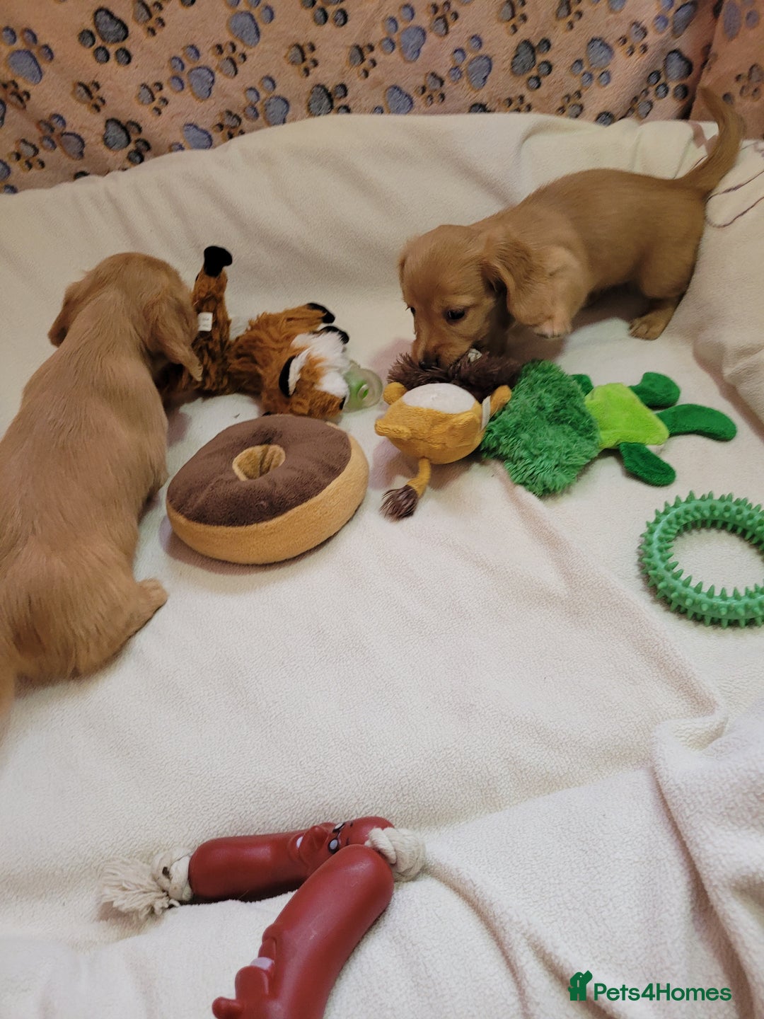 Dachshund dogs for sale: Long Haired KC Miniature Dachshund - Advert 26