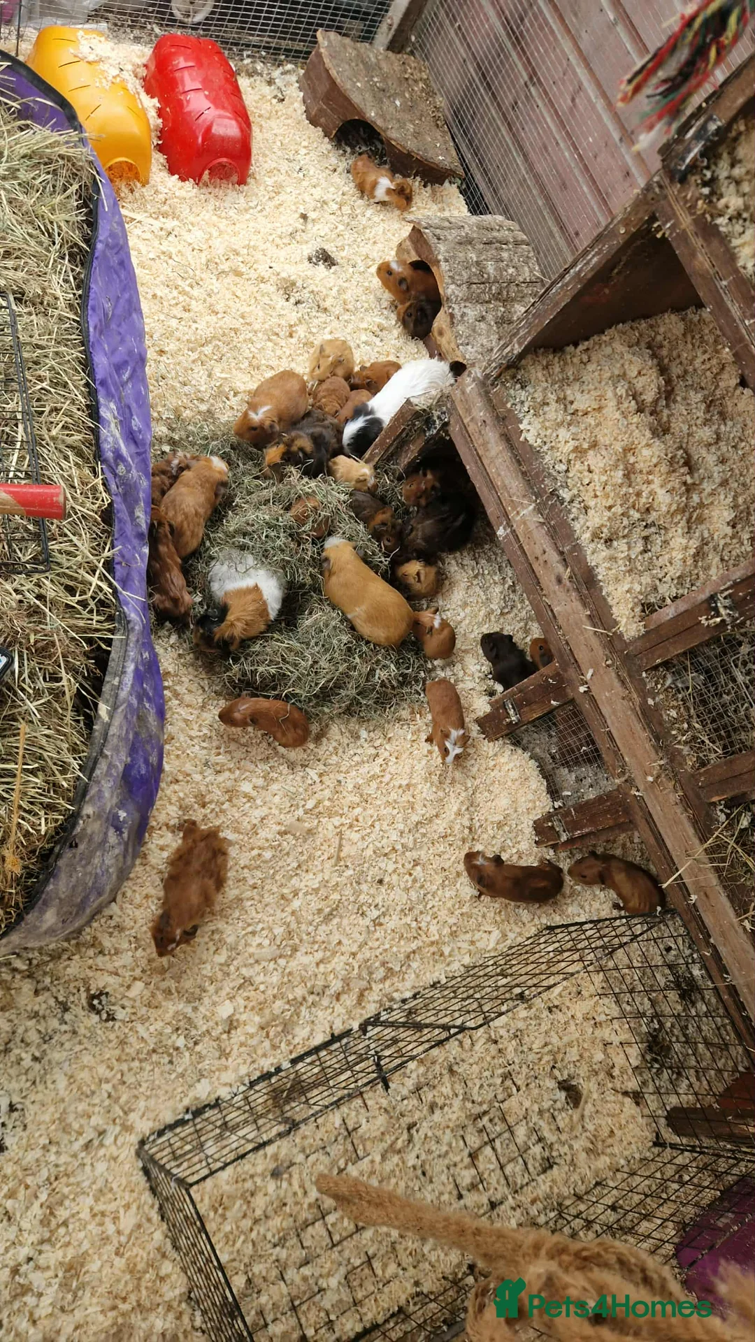 Guinea Pig rodents for sale: guinea pigs for sale - Advert 2