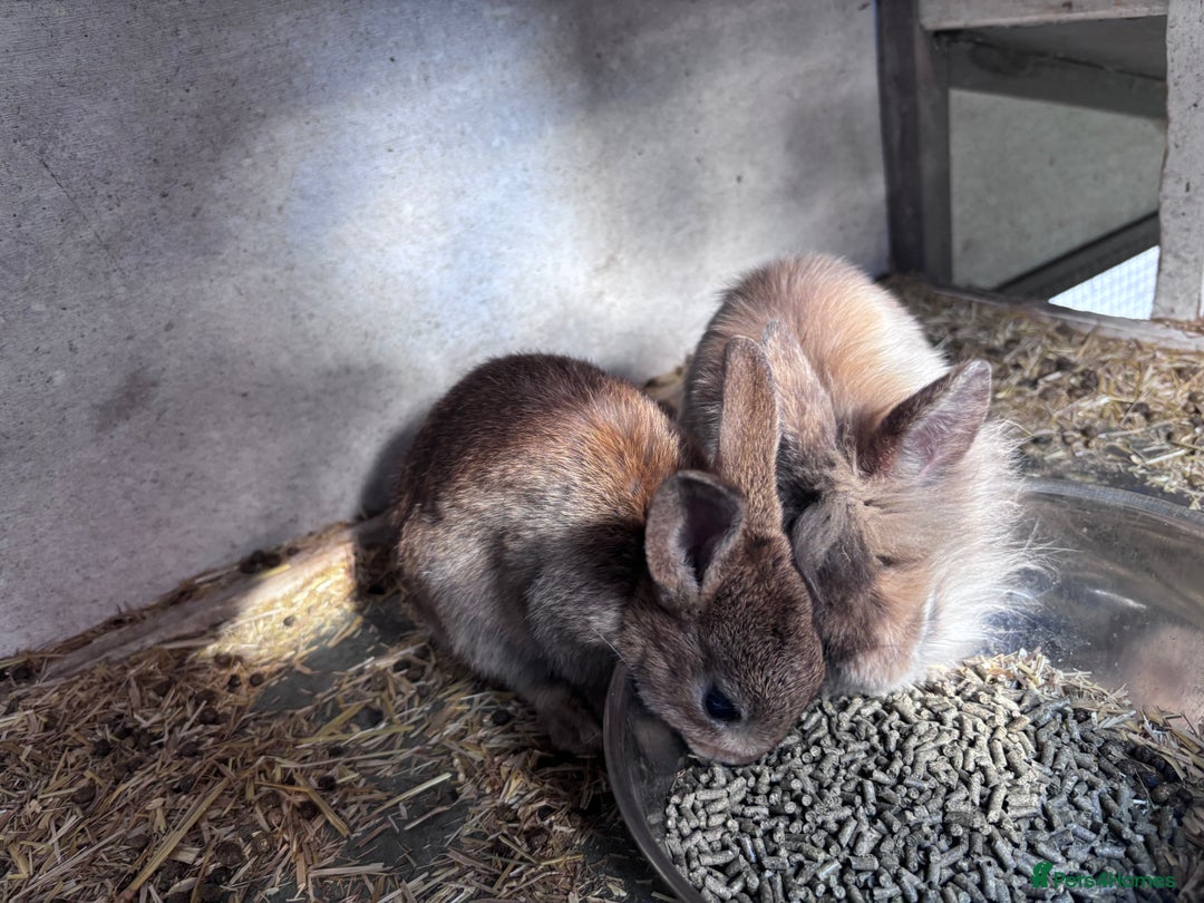 Mini Lion Lop rabbits for sale: READY NOW!! 4 Beautiful Mini Lionhead Lops!  - Image 3