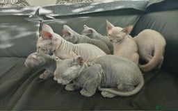 Sphynx cats for sale: Shynx Elf & Peterball kittens - Image 2