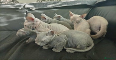 Sphynx cats - Advert 2
