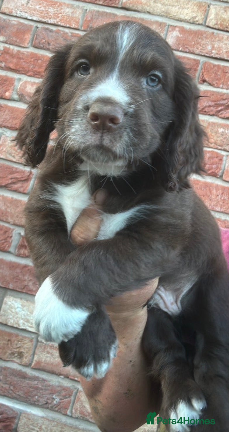 Cocker Spaniel dogs Stunning Cocker spaniel puppies for sale - Advert 14