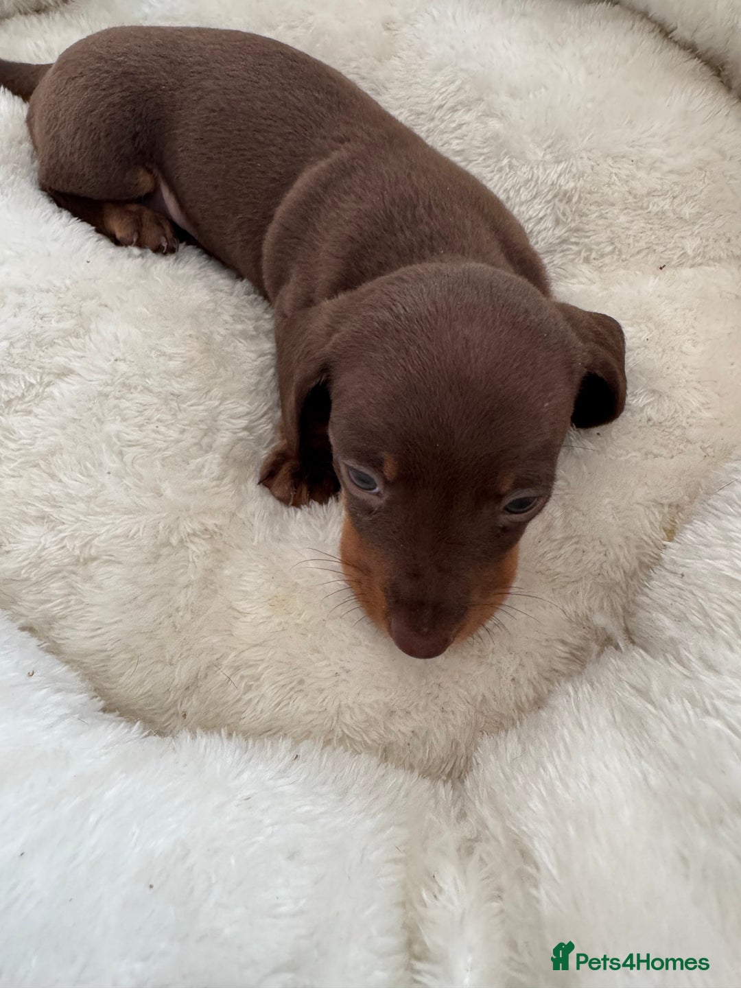 Dachshund dogs for sale: Miniature smooth coat dachshund  - Image 2