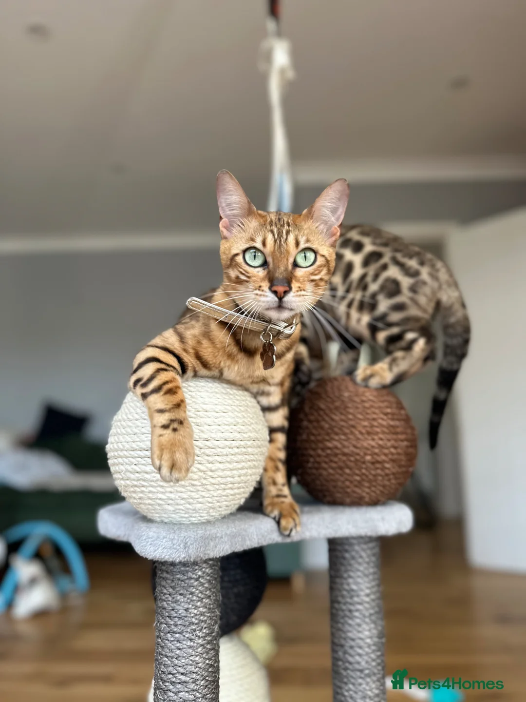 Bengal cats for sale: Beautiful female Bengal  in Worthing - Advert 1