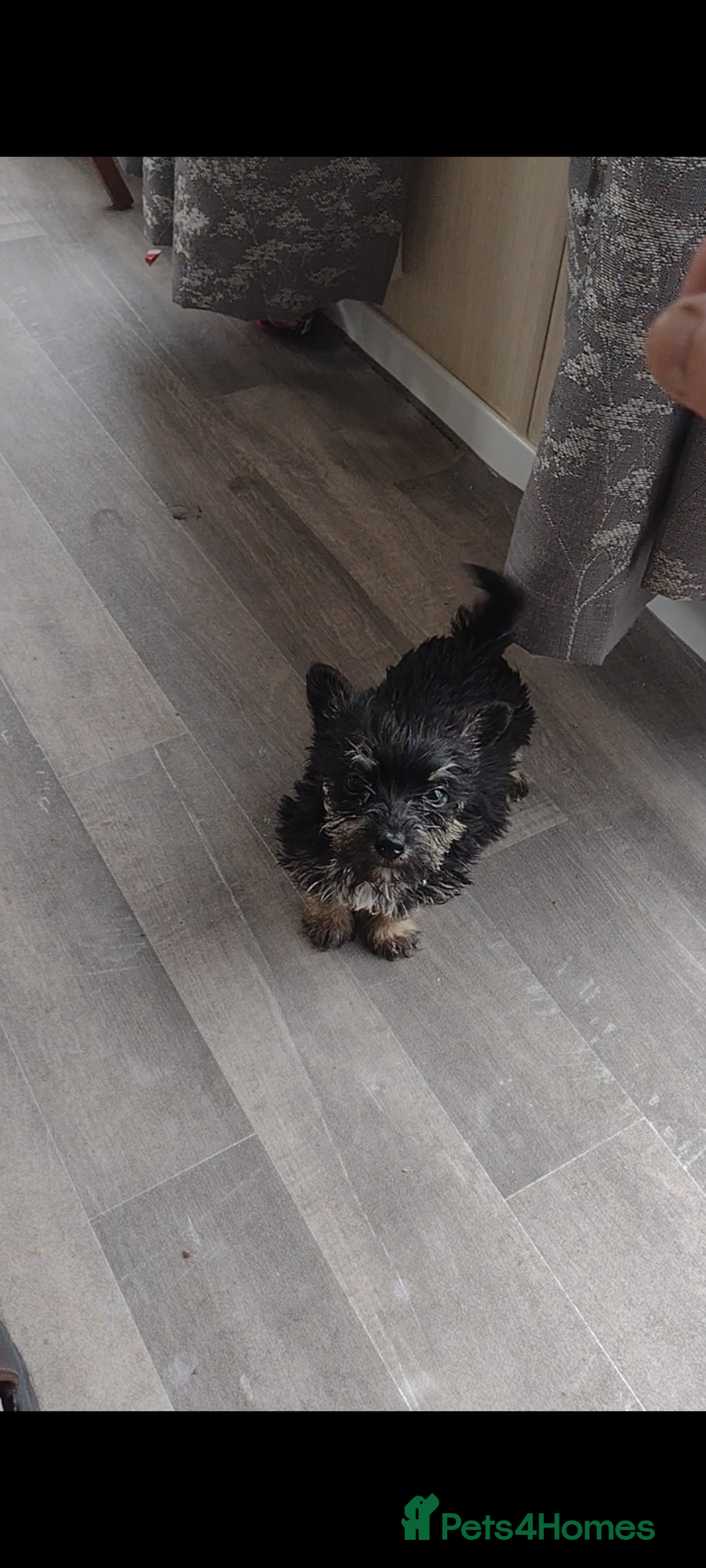 Mixed Breed dogs for sale: Hairy Jack russell for sale - Image 1
