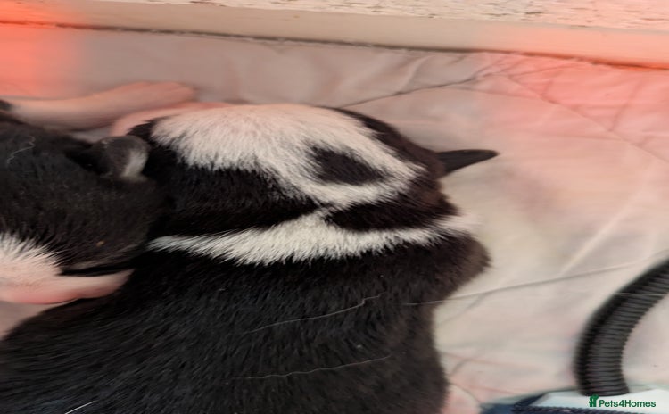 Welsh Corgi Pembroke dogs - Advert 3