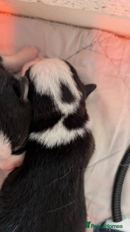 Welsh Corgi Pembroke dogs - Advert 3