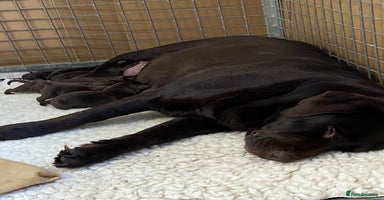 Labrador Retriever dogs - Advert 13