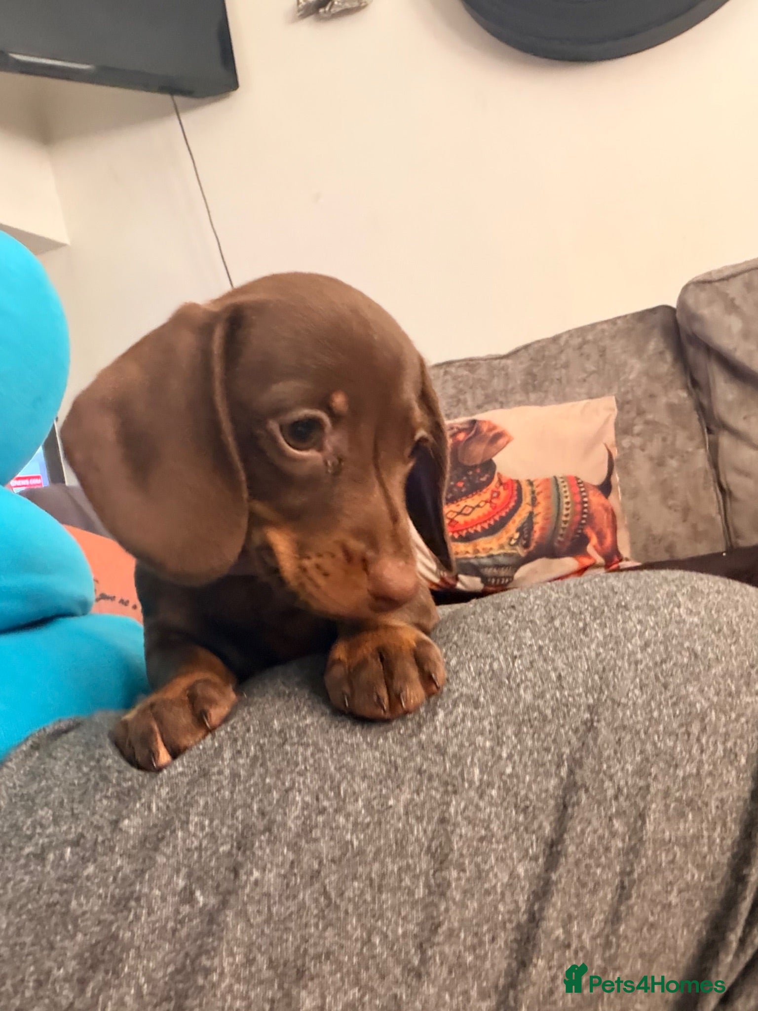 Miniature Dachshund dogs Smooth haired miniature Daschund babies - Advert 10
