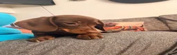 Miniature Dachshund dogs for sale: Smooth haired miniature Daschund babies in Liverpool - Advert 10