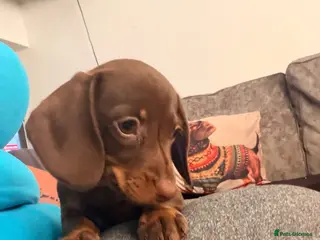 Miniature Dachshund dogs Smooth haired miniature Daschund babies - Advert 1