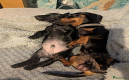 Mixed Breed dogs for sale: Doxie-Dales ready now - Image 34