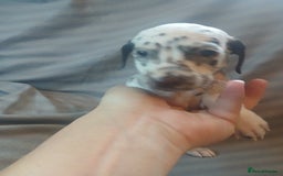 Dalmatian dogs for sale: Dalmatian Ready to home 1×girl 1× boy(£550)) - Image 15
