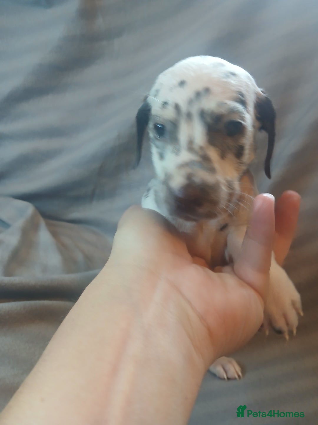 Dalmatian dogs for sale: Dalmatian Ready to home 1×girl 1× boy(£550)) - Image 15