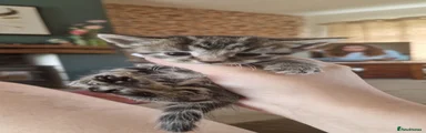 British Longhair 2