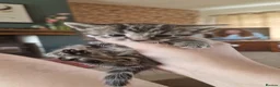 British Longhair cats for sale: 4 longhaird kittens  in Cleckheaton - Advert 9