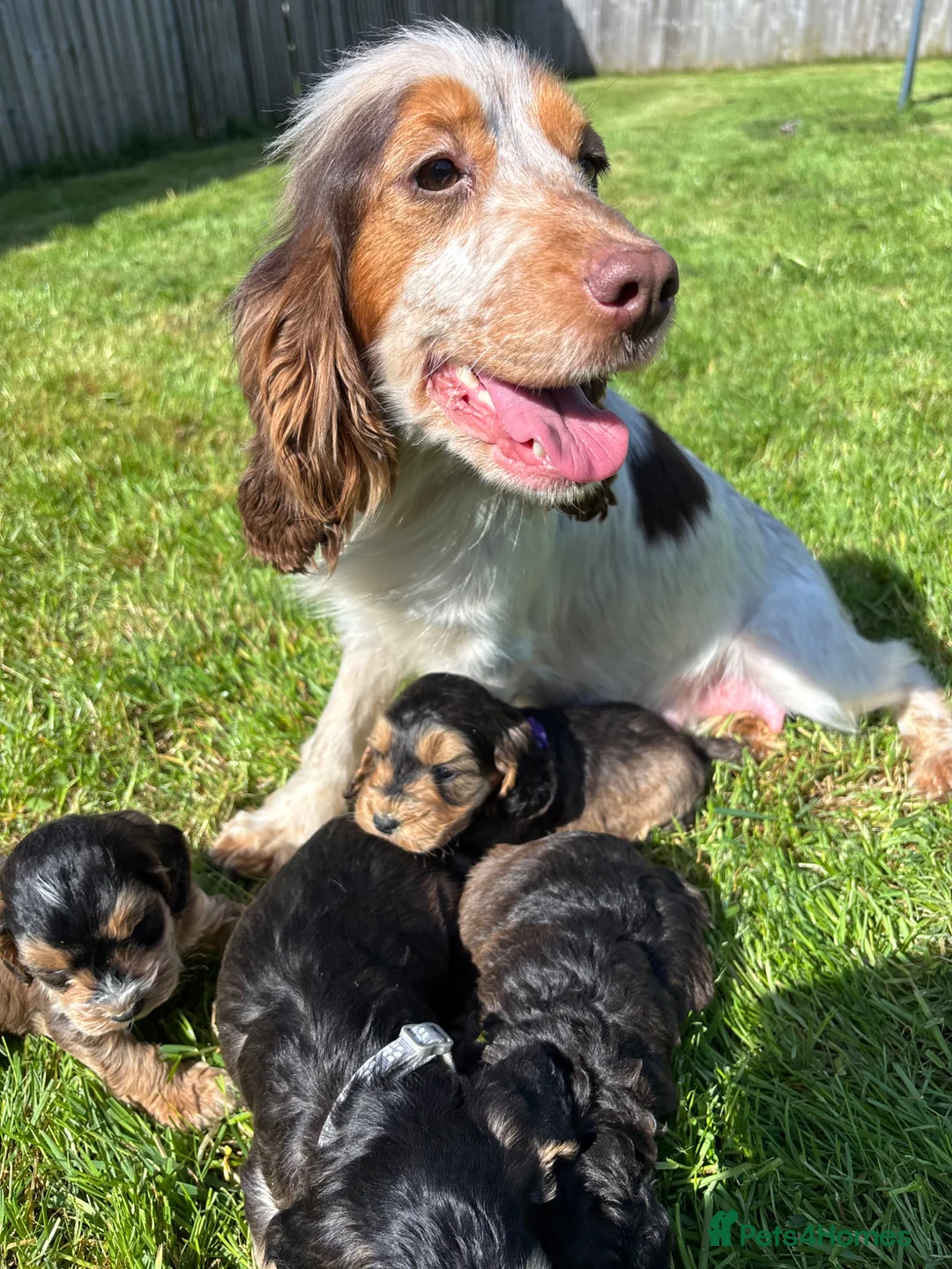 Cockapoo dogs for sale: Beautiful cockerpoo puppies - Advert 10