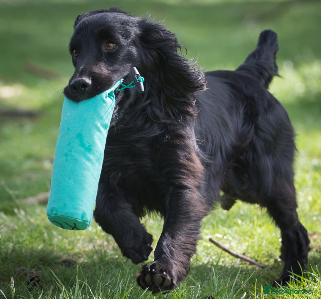 Cocker Spaniel dogs for sale: Gorgeous Cockers  - Farlavale x Muzmurray - Advert 6
