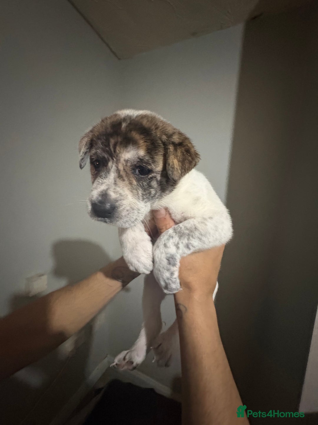 Mixed Breed dogs for sale: american akita  - Advert 31