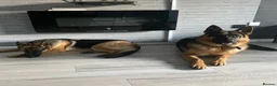 German Shepherd dogs for sale: ⭐️7 Beautiful German Shepherd Puppies⭐️ in Rugby - Advert 31