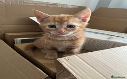 British Shorthair cats for sale: Gorgeous Kittens For Sale, Very Loving & Playful - Image 14