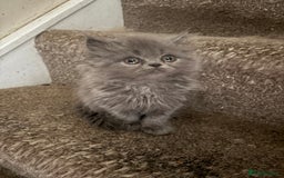 Persian cats for sale: Beautiful Persian/Ragdoll kittens - Image 6