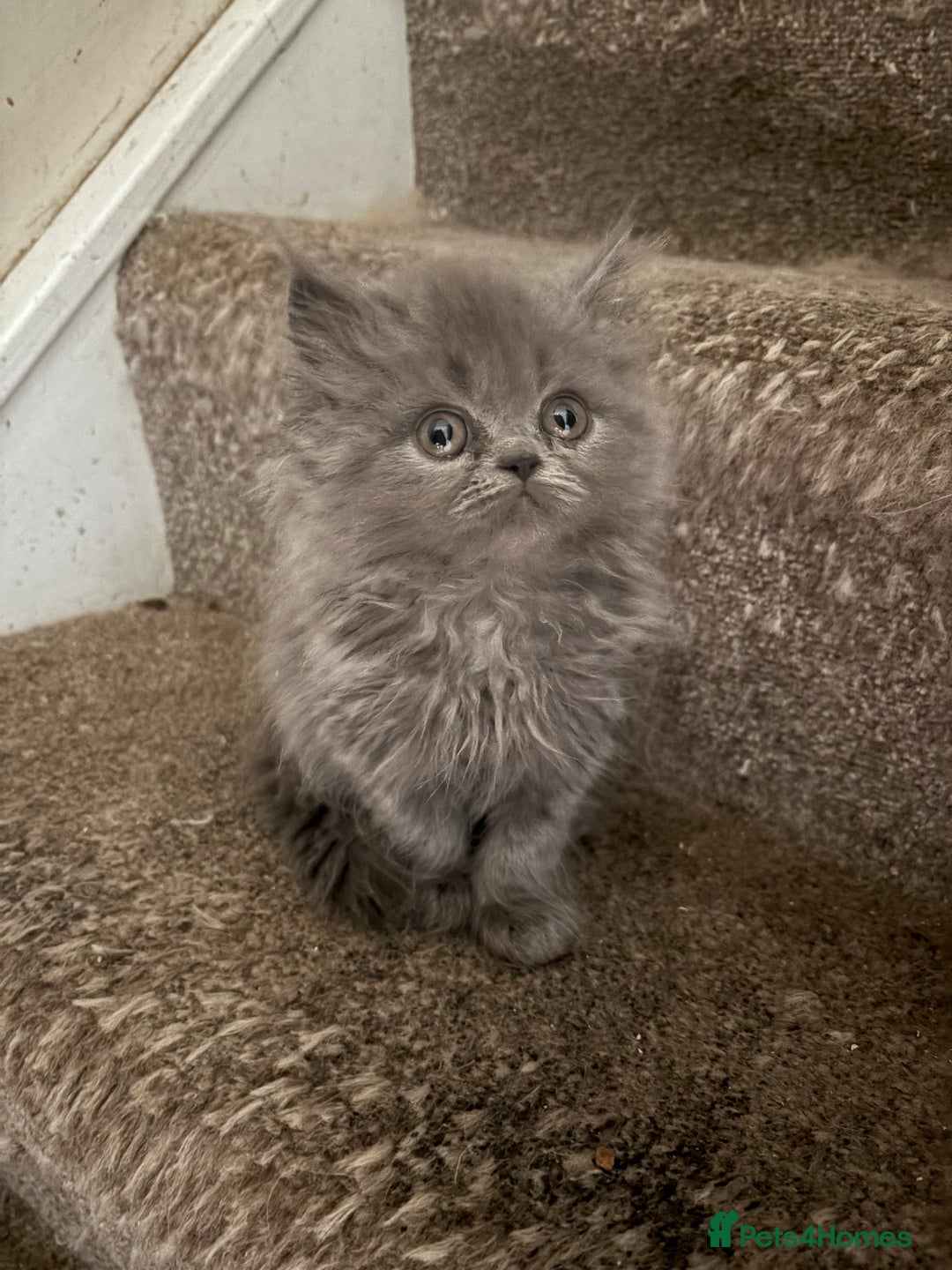 Persian cats for sale: Beautiful Persian/Ragdoll kittens - Image 6