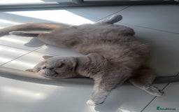 British Shorthair cats for sale: Lilac British shorthair  in Wembley - Image 7