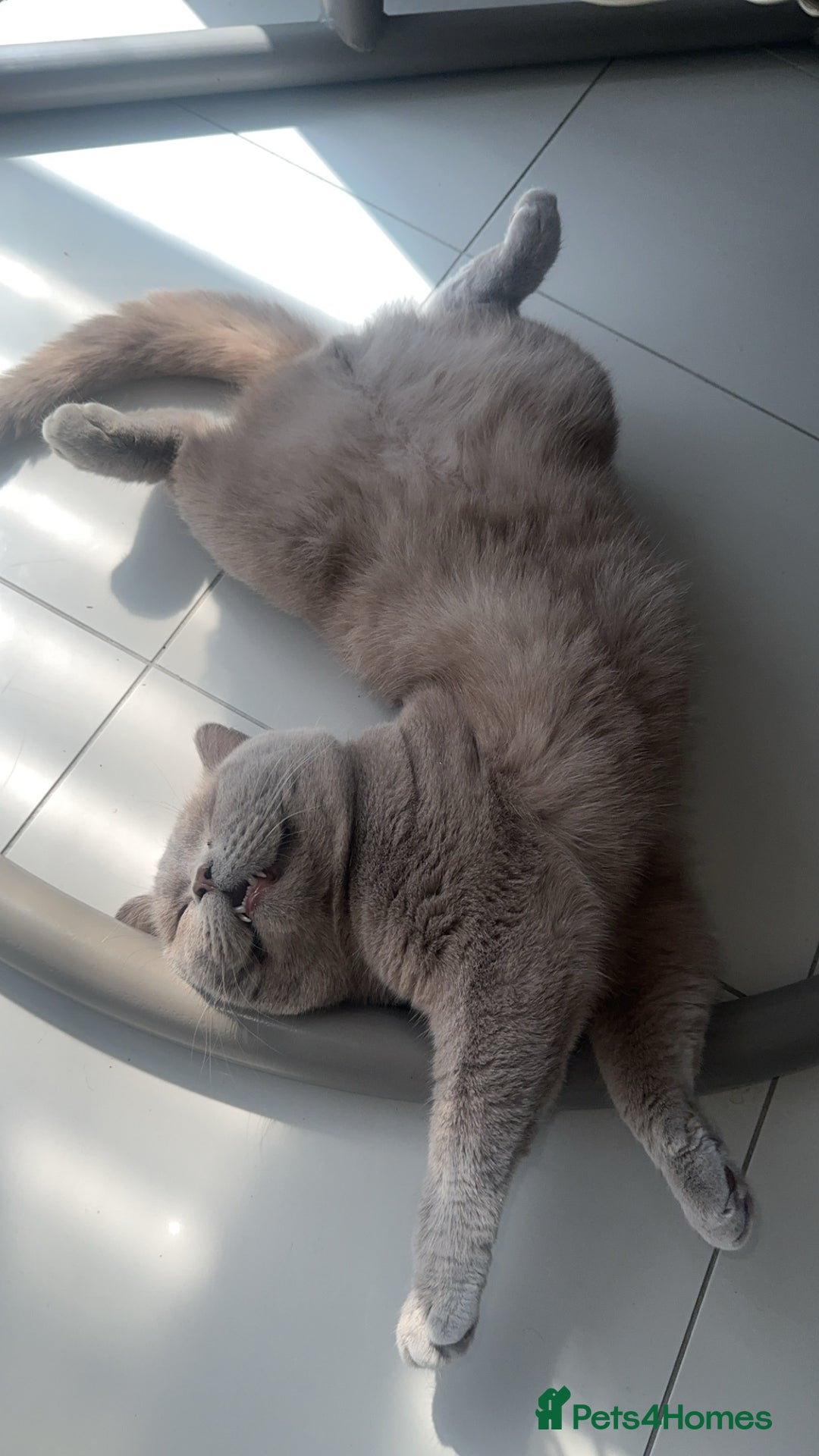 British Shorthair cats for sale: Lilac British shorthair  in Wembley - Image 7