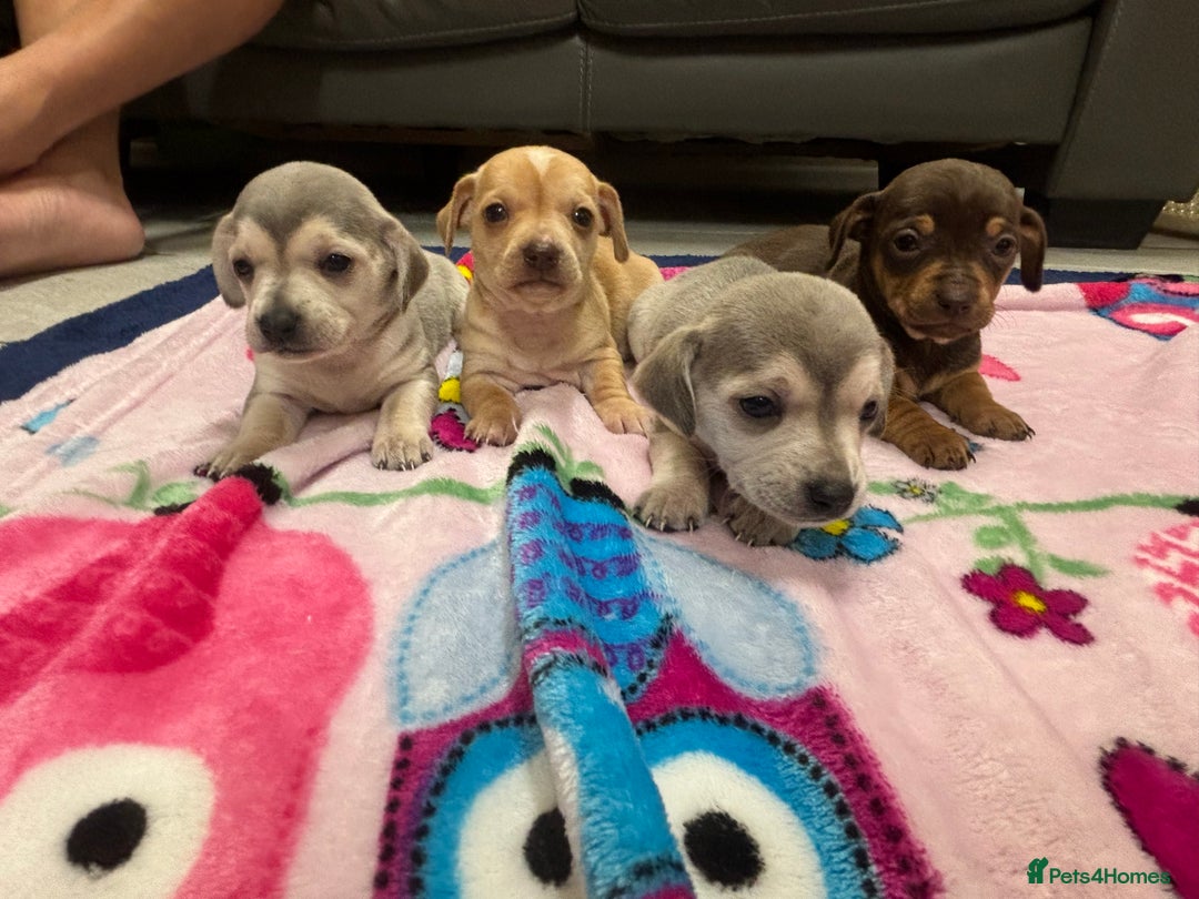 Chiweenie dogs for sale: CHIWEENIE PUPS READY 10TH NOVEMBER  - Image 23